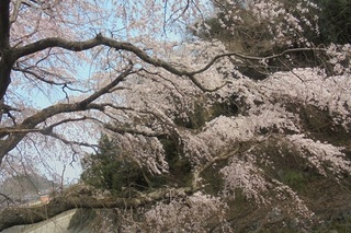 DSC07310.JPG