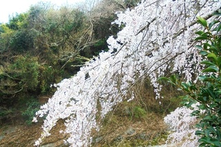 DSC07319.JPG