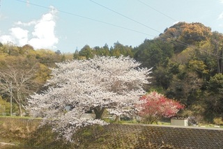 DSC07429.JPG