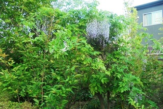 DSC07564.JPG