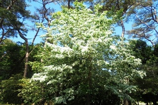 DSC07606.JPG