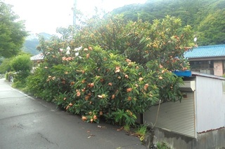 DSC07873.JPG