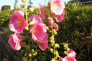 DSC07907.JPG
