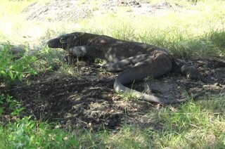 komodo.jpg